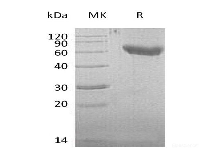 Recombinant Mouse T-cell-specific surface glycoprotein CD28 Protein-Elabscience