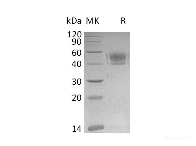 Recombinant Mouse Programmed Cell Death 1 Ligand 1 Protein-Elabscience