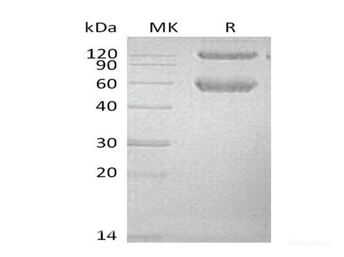 Recombinant Mouse Bone Morphogenetic Protein Receptor Type IA/Activin Receptor-like Kinase 3 Protein-Elabscience