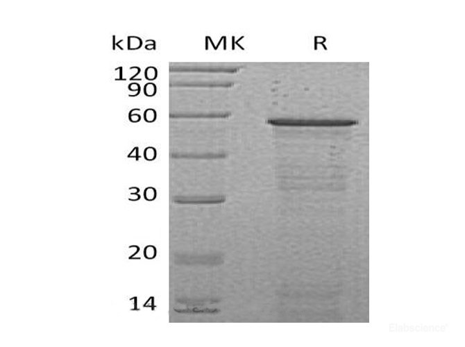 Recombinant Mouse Host Cell Factor 2/HCFC2 Protein-Elabsience