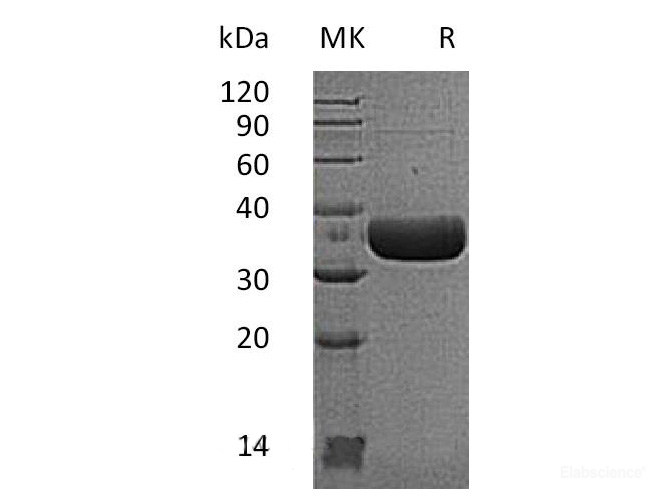 Recombinant Mouse MCPT6 / Mast Cell Protease-6 Protein (C-His)-Elabscience