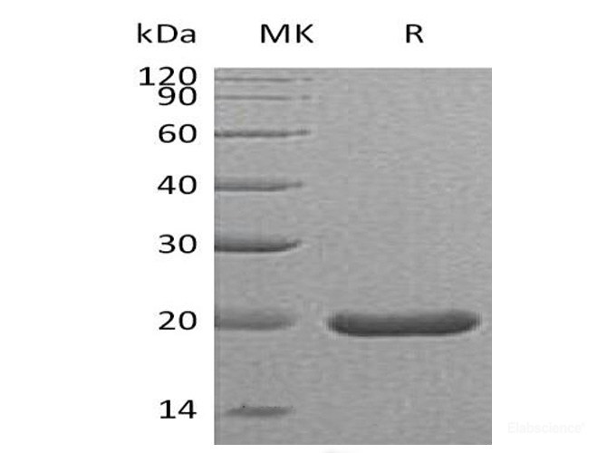 Recombinant Mouse Sonic Hedgehog / Shh (C25II) Protein-Elabscience