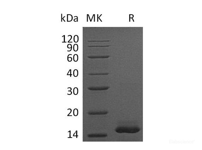 Recombinant Mouse PDGF-BB Protein (C-His)-Elabscience