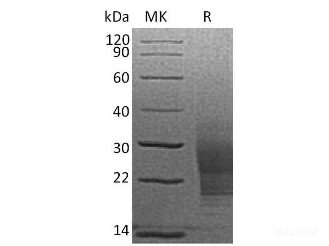 Recombinant Mouse SCF / KITLG Protein (C-His)-Elabscience