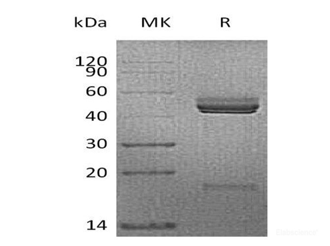 Recombinant Mouse IL-23 / Interleukin-23(IL23A&IL12B) Protein (C-His)-Elabscience