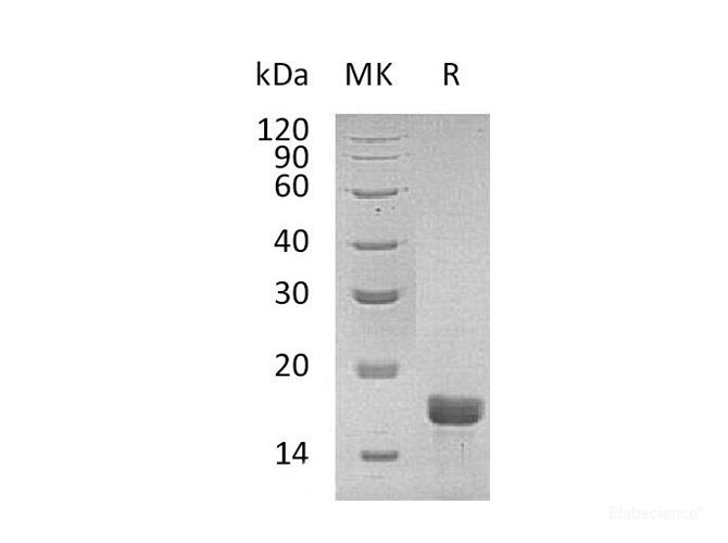 Recombinant Mouse IL-2 / Interleukin-2 Protein-Elabscience