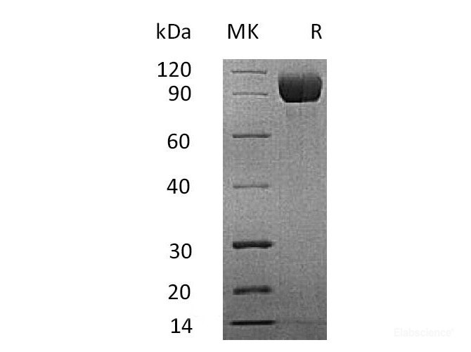 Recombinant Mouse IL-13RA / IL-13R Protein (C-Fc)-Elabscience