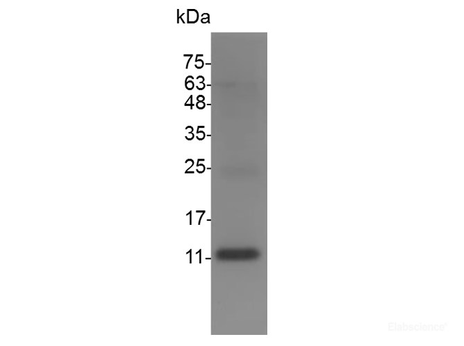 Recombinant Mouse IL-13 Protein (Pro22-Phe131)-Elabscience