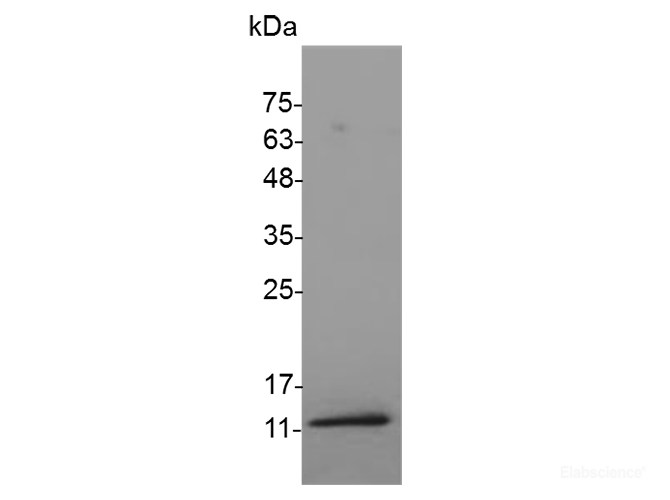 Recombinant Mouse IGF1(Long-R3-IGF1) Protein (C-His)-Elabscience