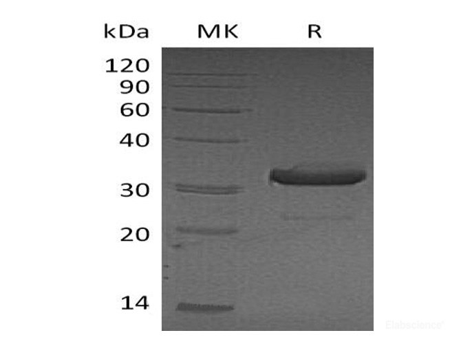 Recombinant Mouse IgG3-Fc Protein-Elabscience