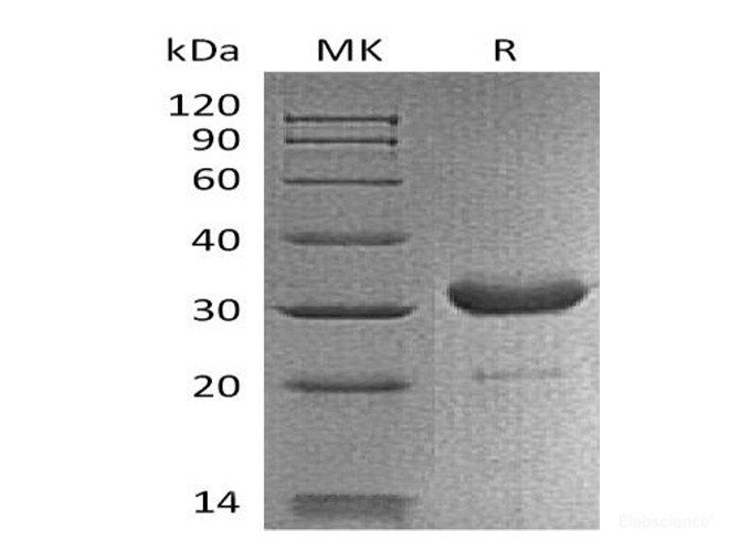Recombinant Mouse IgG2B-Fc Protein-Elabscience