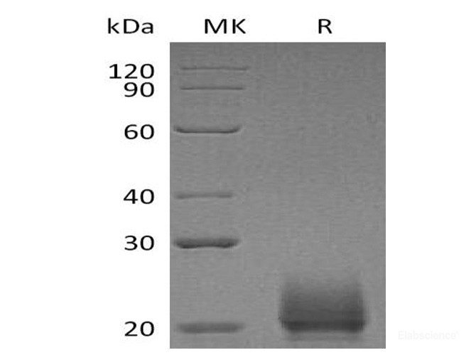 Recombinant Mouse CXCL9 / MIG Protein (C-His)-Elabscience