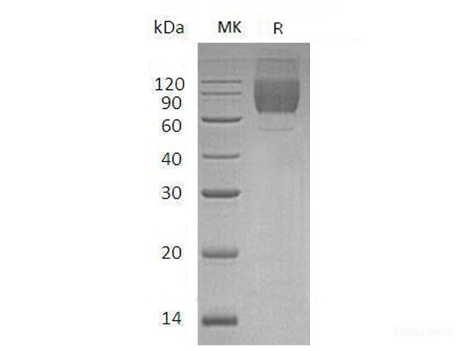 Recombinant Mouse B7-2 / CD86 Protein (C-Fc)-Elabscience