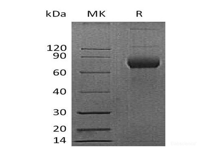 Recombinant Mouse CD38 Protein (C-Fc)-Elabscience