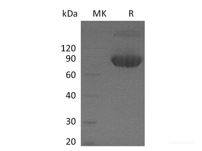Recombinant Mouse B7-1 / CD80 Protein (C-Fc)-Elabscience
