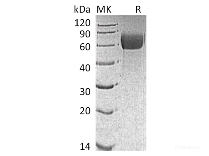 Recombinant Mouse IL-13RA / IL-13R Protein (C-AVI-His)-Elabscience