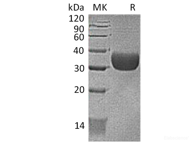 Recombinant Mouse CXADR / CAR Protein (C-AVI-His)-Elabscience