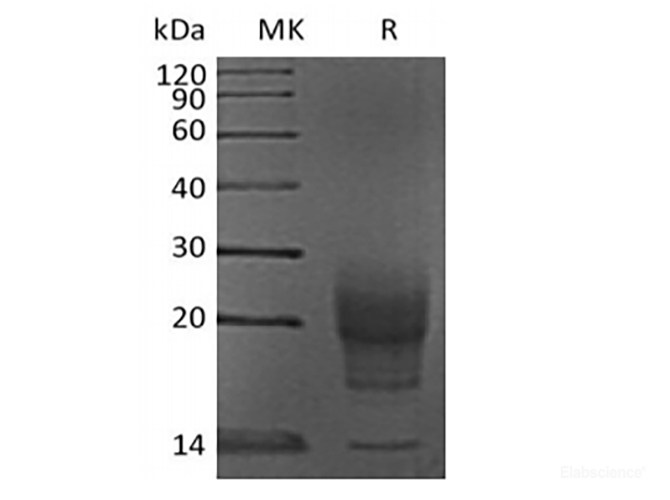 Recombinant Mouse Interleukin-5/IL-5 (C-6His)