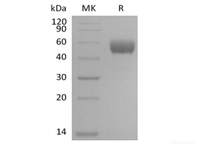Recombinant Mouse NKG2-D type II Integral Membrane Protein/NKG2D/CD314 (N-Fc)