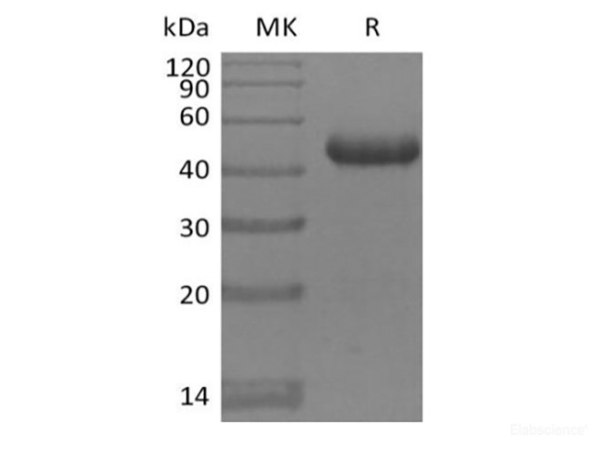 Recombinant Mouse BAFFR/TNFRSF13C (C-Fc)