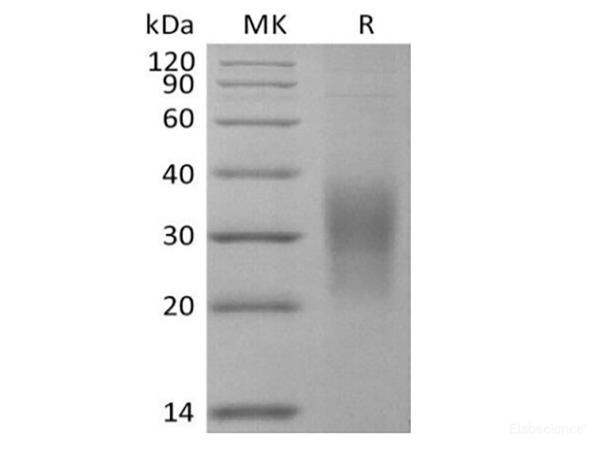 Recombinant Mouse SECTM1A (C-6His)