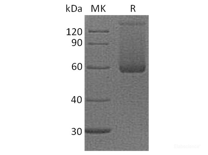 Recombinant Cynomolgus LAG-3 / CD223 Protein (N-His)-Elabscience