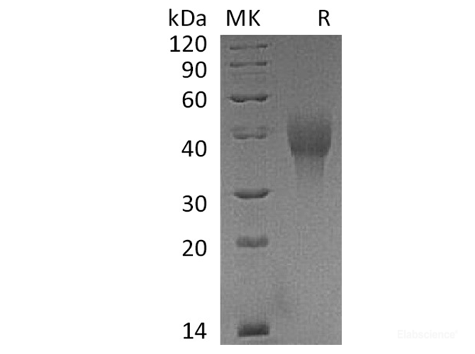 Recombinant Cynomolgus OX40 / TNFRSF4 Protein (C-His)-Elabscience