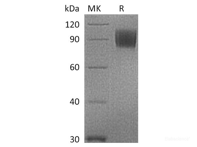 Recombinant Cynomolgus B7-2 / CD86 Protein (C-Fc)-Elabscience