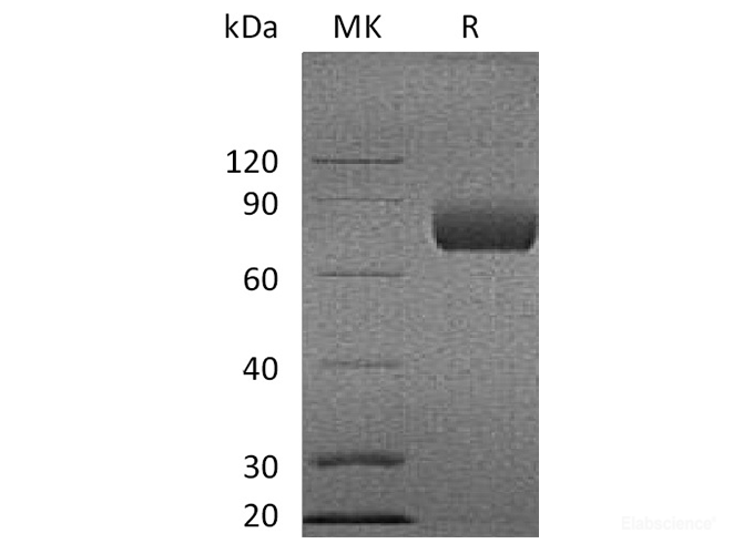 Recombinant Cynomolgus B7-1 / CD80 Protein (C-Fc)-Elabscience