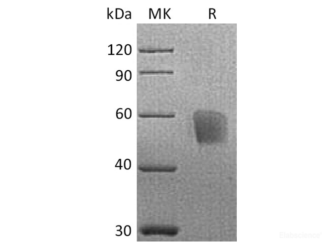 Recombinant Cynomolgus CD3d / CD3 delta Protein (C-Fc)-Elabscience