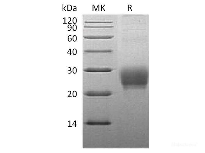 Recombinant Cynomolgus OX40 Ligand/TNFSF4/OX40L Protein (N-His)-Elabscience