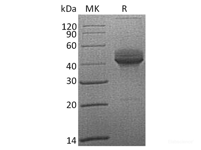 Recombinant Cynomolgus CD3e / CD3ε Protein (C-Fc)-Elabscience