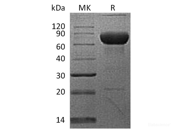 Recombinant Cynomolgus PD-L2 / B7-DC / CD273 Protein (C-Fc)-Elabscience