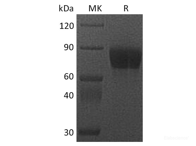 Recombinant Cynomolgus CSF1R  /  MCSF Receptor  /  CD115 Protein (C-Fc)-Elabscience