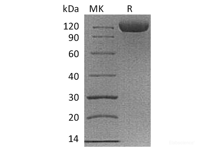 Recombinant Cynomolgus B7-H3 / CD276 Protein (C-Fc)-Elabscience