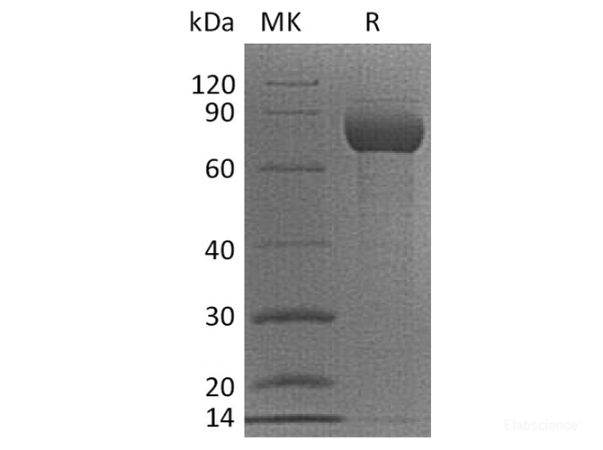 Recombinant Cynomolgus CD38 / ADP-ribosyl Cyclase 1 Protein (C-Fc)-Elabscience