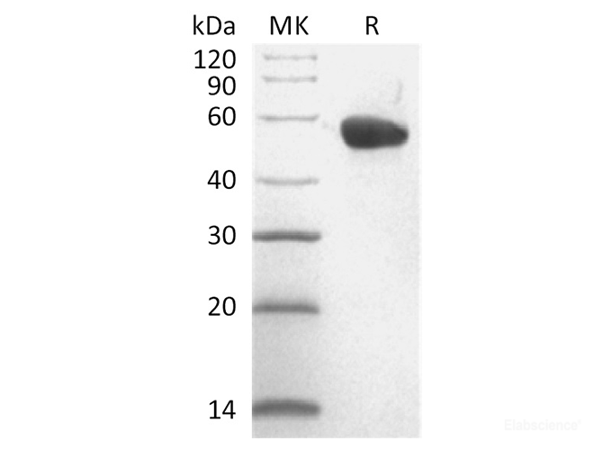 Recombinant Cynomolgus CD40 / TNFRSF5 / CD40L Receptor Protein (C-Fc)-Elabscience
