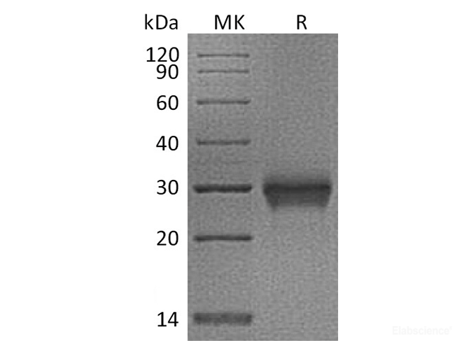Recombinant Cynomolgus CD40 / TNFRSF5 / CD40L receptor Protein (C-His)-Elabscience