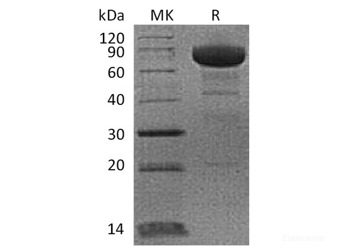Recombinant Cynomolgus PD-L1 / B7-H1 / CD274 Protein (C-Fc)-Elabscience