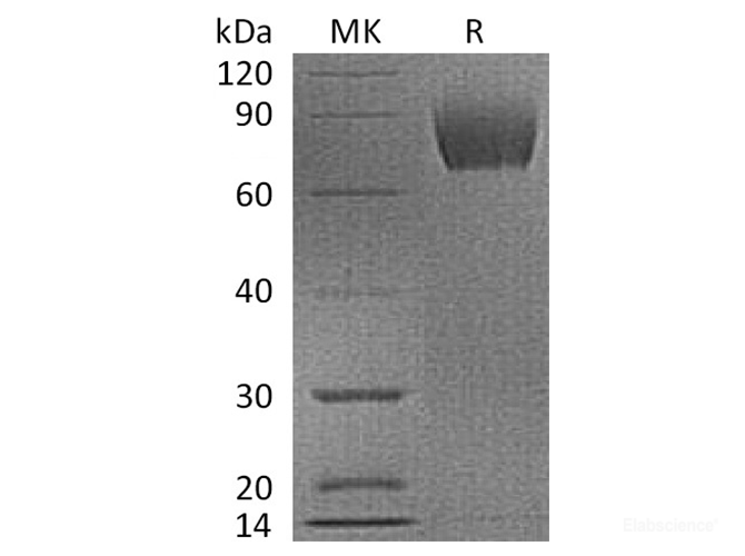 Recombinant Cynomolgus B7-H3 / CD276 Protein (C-His)-Elabscience