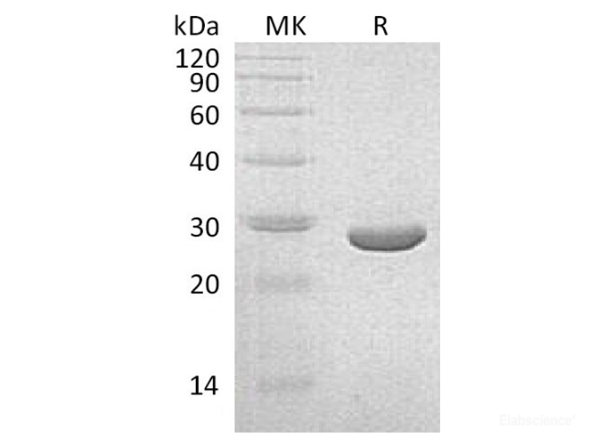 Recombinant Klebsiella pneumoniae NEO Protein-Elabscience