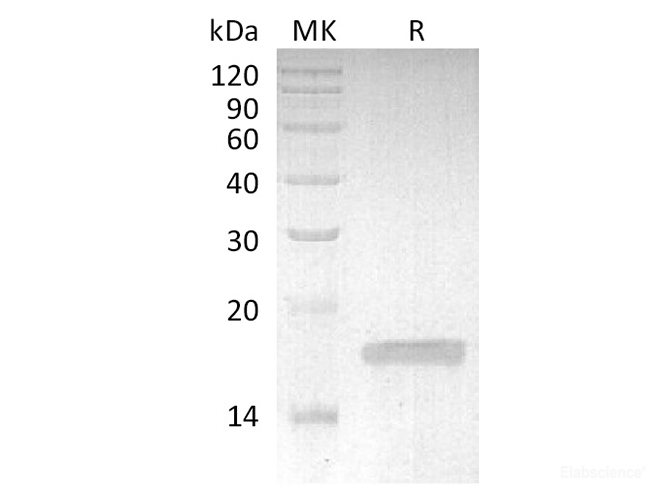 Recombinant Rabbit TNF-alpha / TNFSF2 / TNFa Protein-Elabscience