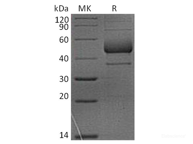 Recombinant Rhesus macaque ICOS / AILIM / CD278 Protein (C-Fc)-Elabscience
