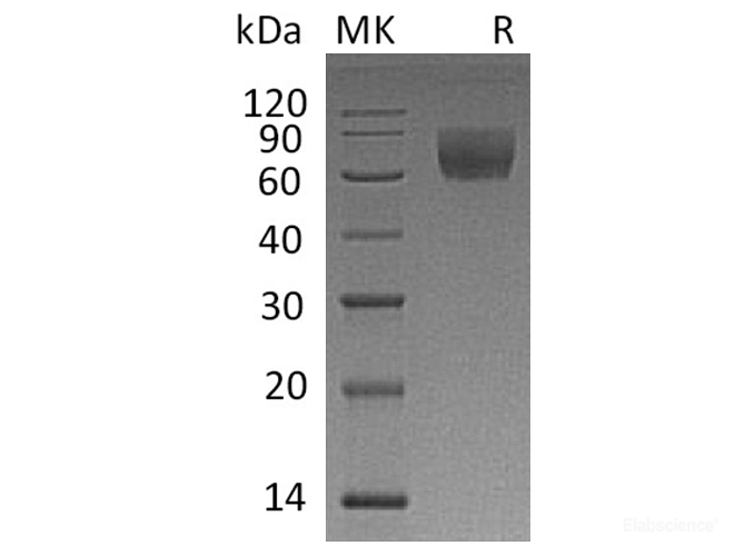 Recombinant Rhesus macaque CD47 / IAP Protein (C-Fc)-Elabscience