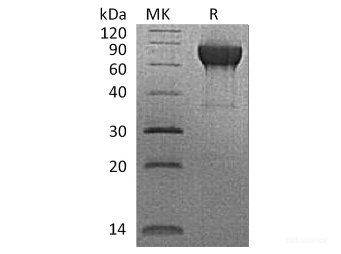 Recombinant Rhesus macaque CD27 / TNFRSF7 Protein (C-Fc)-Elabscience