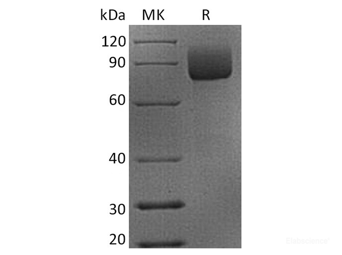 Recombinant Rhesus macaque CD19 Protein (C-Fc)-Elabscience
