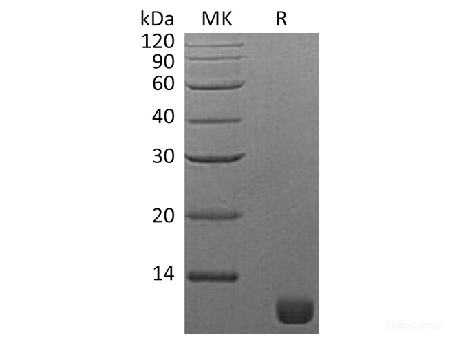 Recombinant S. cerevisiae TIM16 Protein-Elabscience