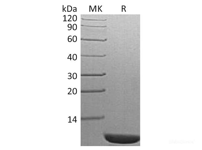 Recombinant S. cerevisiae TIM14 Protein-Elabscience