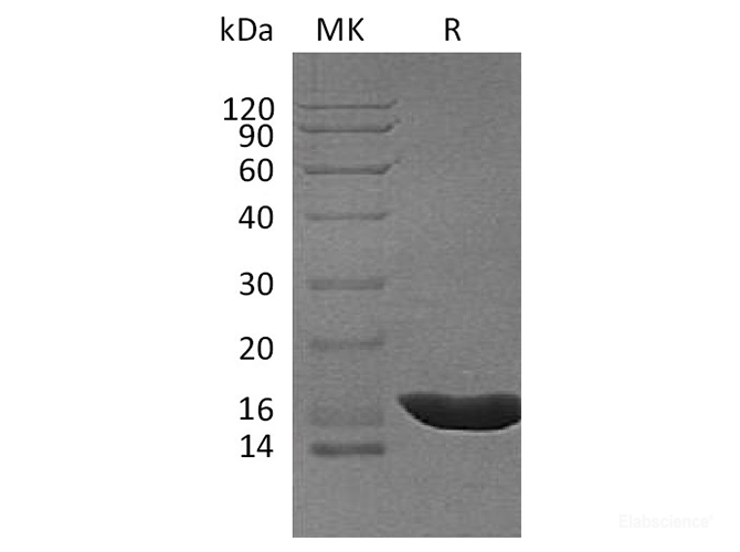 Recombinant Cavia porcellus IL-1b / IL-1 beta / IL-1F2 Protein (C-His)-Elabscience