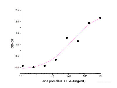 Immobilized Mouse B7-1-Fc(Cat: PKSM041366) at 1μg/ml(100 μl/well) can bind Cavia porcellus CTLA-4-His. The ED50 of Cavia porcellus CTLA-4-His is 0.17ug/ml .